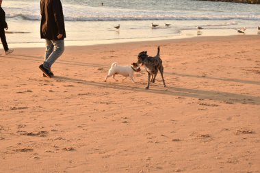 Köpekler sahibleriyle sahilde yürür.