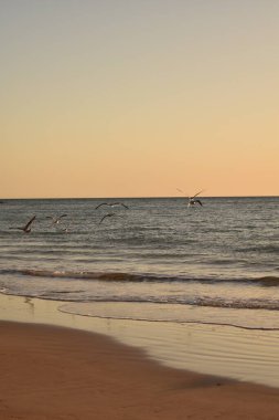 Deniz kıyısındaki kumsalda martılar