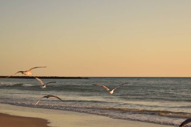 Deniz kıyısındaki kumsalda martılar