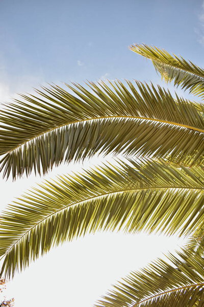 Palm tree leaves against the sky