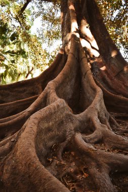 Büyük köklü yaşlı bir ağaç.