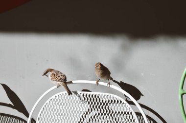 Serçeler sandalyenin arkasında oturuyor.