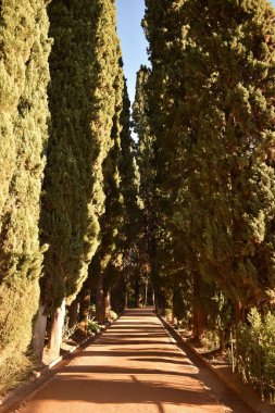 Uzun yeşil selvi sokakları.