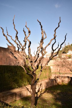 Alışılmadık şekilli dalları olan yapraksız bir ağaç.