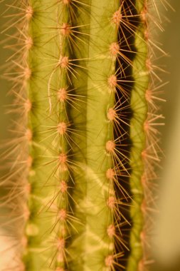 Yeşil kaktüs iğneler yakın çekim