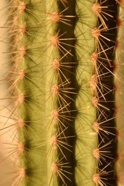 Yeşil kaktüs iğneler yakın çekim