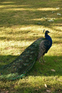 Güzel kuyruklu bir erkek tavus kuşu parkta yürüyor.