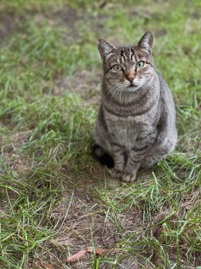 Gri kedi merakla önümüze bakıyor