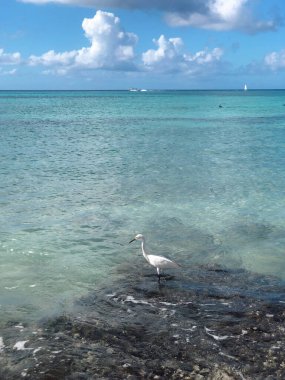 Okyanustaki bir kayanın üzerinde duran beyaz deniz kuşu