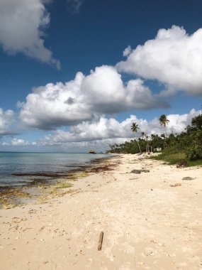 Dominik Cumhuriyeti 'nde mavi okyanusun üzerinde palmiye ağacı
