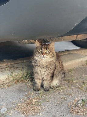 Çok tüylü, gri bir kedi arabanın altında oturuyor.