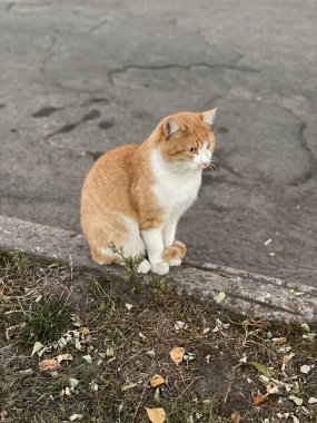 Zencefilli sokak kedisi yerde oturuyor