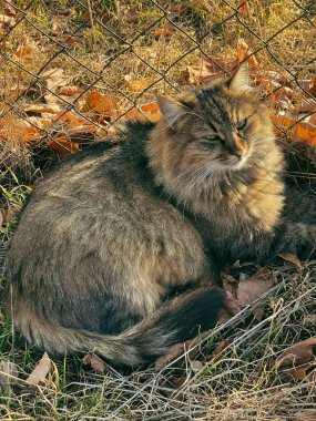 Tüylü, gri bir kedi güneşin tadını çıkarıyor.