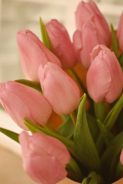 Baharda pembe hassas laleler