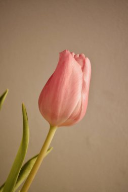 Yapraklı pembe bahar lalesi