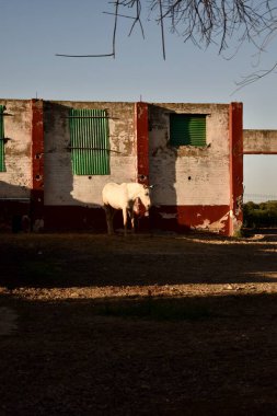 Beyaz at ahırın yanında duruyor.