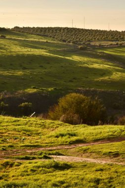 Yeşil tepeler ve tarlalar bir yaz günü