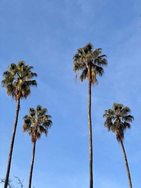 Gökyüzüne karşı uzun yeşil palmiye ağaçları