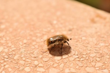Küçük tüylü bir böcek güneşin tadını çıkarıyor.