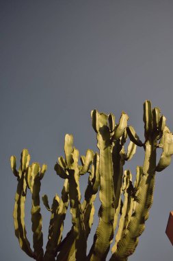 Gökyüzüne karşı büyük yeşil kaktüs