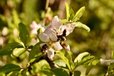Bir arı baharda kiraz çiçeklerinin üzerinde oturur.