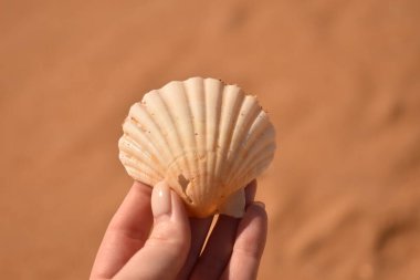 Çok güzel şekilli bir kabuk.