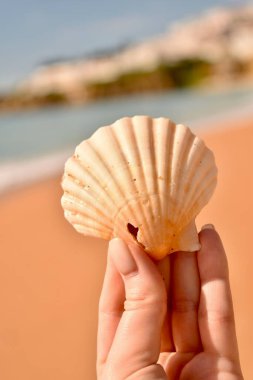 Çok güzel şekilli bir kabuk.