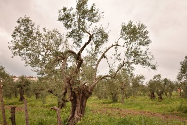 Yeşil zeytin koruluğunda yayılan zeytin ağacı