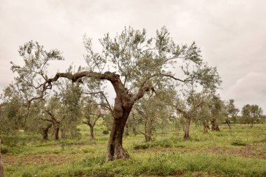 Yeşil zeytin koruluğunda yayılan zeytin ağacı