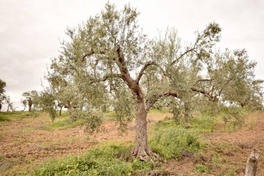 Yeşil zeytin koruluğunda yayılan zeytin ağacı