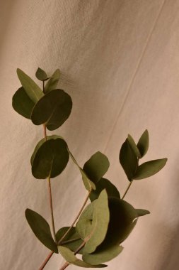 Yeşil küçük okaliptüs yaprakları dalda