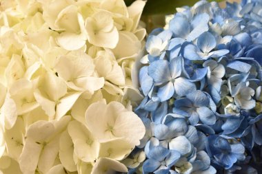 Beyaz ve mavi ortancanın yemyeşil dalları