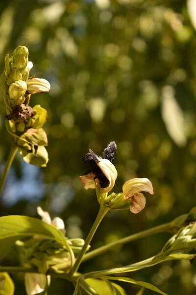 Bumblebee pollinating white flowers of a plant