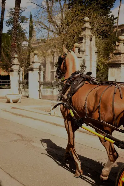 Tarihi bir kasabada koşumlu bir at koşuyor.