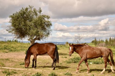 Kahverengi atlar yeşil bir çayırda otluyor.
