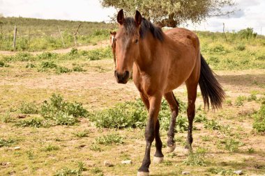 Kahverengi atlar yeşil bir çayırda otluyor.