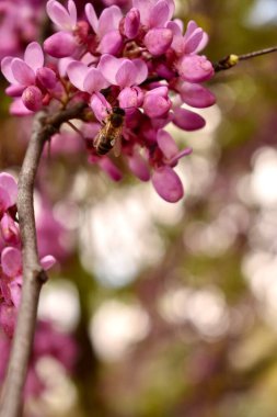 İlkbaharda ağaçta pembe kiraz çiçekleri