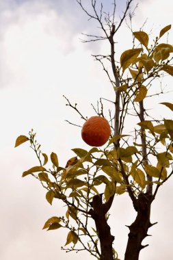 Olgunlaşmış son portakal gökyüzüne karşı bir ağaçta asılı.