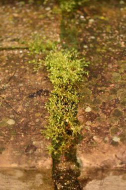 Duvardaki tuğlaların eklemlerinde yosun yetişiyor.