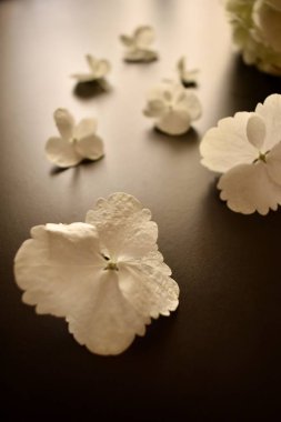 Beyaz ortanca ve ondan çiçekler.