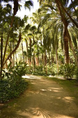 Orman yolu boyunca palmiye ağaçları ve sık bitkiler