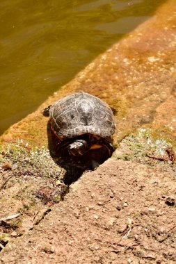 Küçük bir nehir kaplumbağası güneşin tadını çıkarıyor.