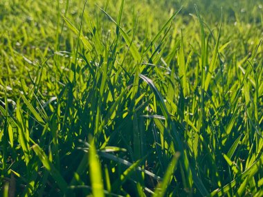 Güneşin ışınlarında yeşil parlak bahar çimenleri