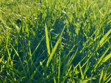 Güneşin ışınlarında yeşil parlak bahar çimenleri