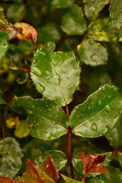 Bitki yapraklarının üzerine yağmur sonrası su damlaları