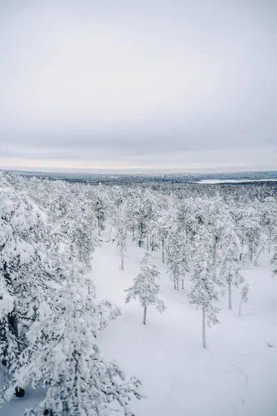 Rovaniemi, Laponya 'da karlı kış ormanı