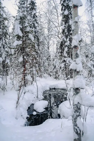 Kardaki su birikintisi Kuzey Kutbu 'ndaki ağaçların arasında Rovaniemi, Laponya' da