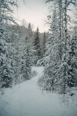 Korouoma Kanyonu, Laponya 'daki ağaçların arasından geçen karlı kış yolu.