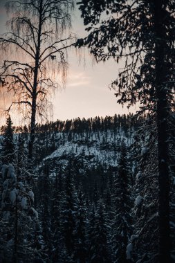 Korouoma Kanyonu, Laponya, kışın karlı ormanlar üzerinde gün batımı.