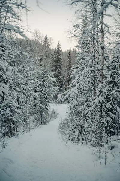 Korouoma Kanyonu, Laponya 'daki ağaçların arasından geçen karlı kış yolu.